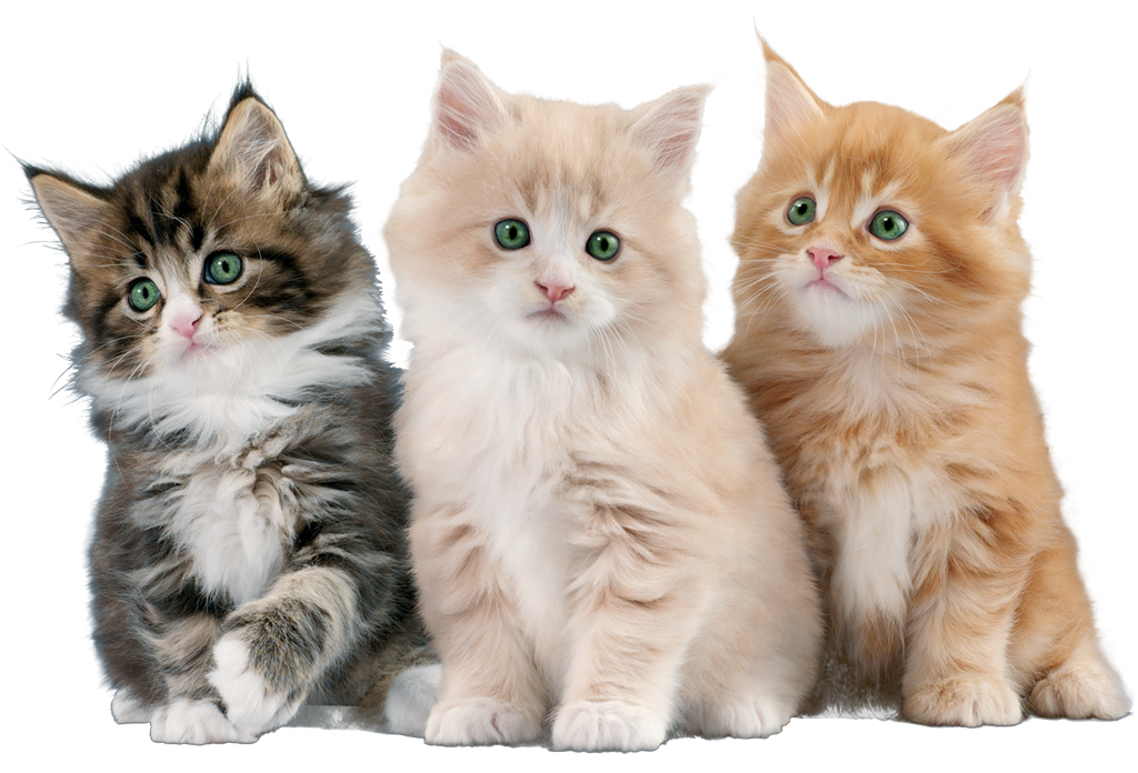 Bolsas-gato-OK-RETOCADO-1024x696.png