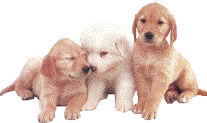 Imagen-animada-Perro-365.gif